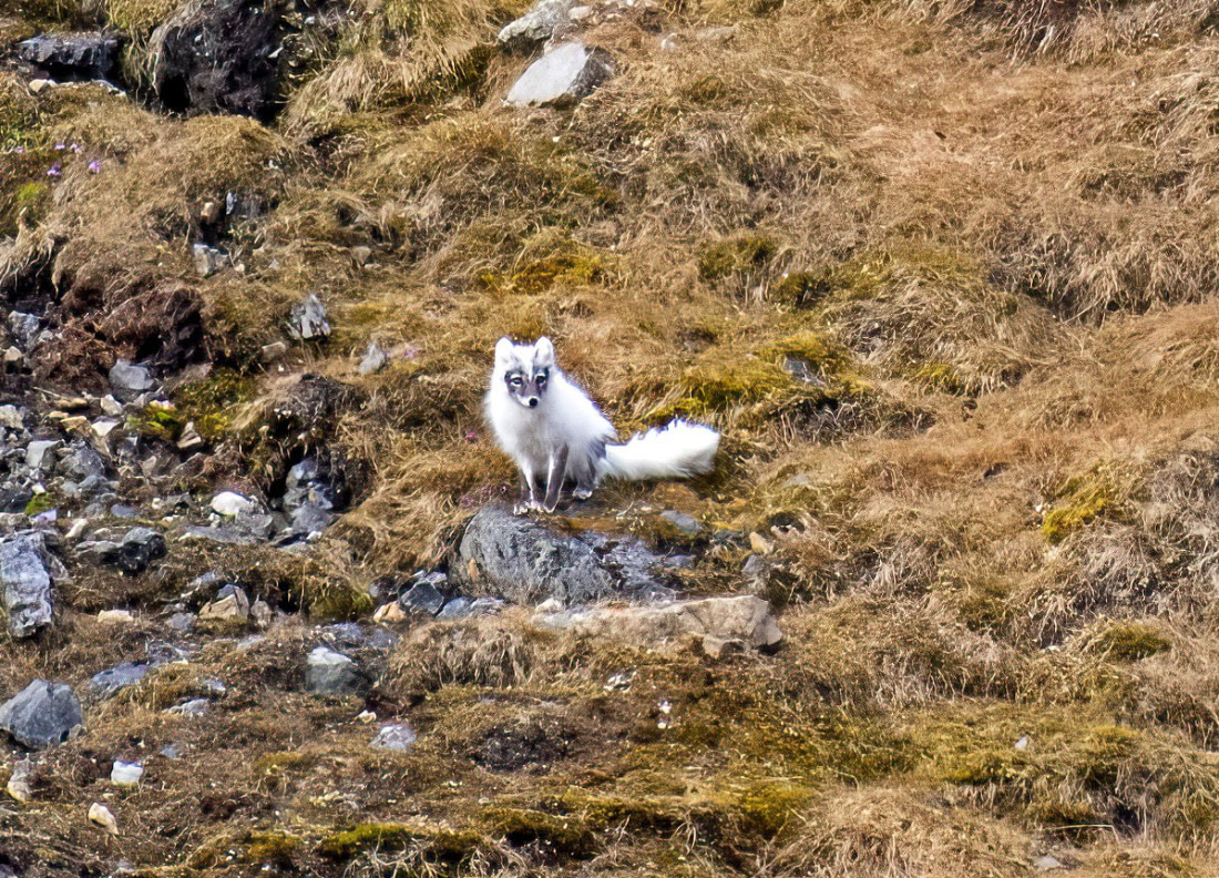Arctic fox,  Svalbard