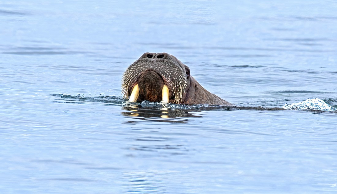 Walrus,  Svalbard