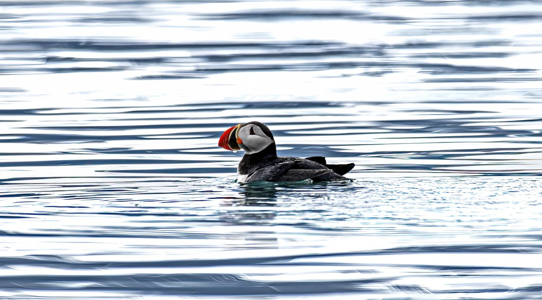 Puffin,  Svalbard