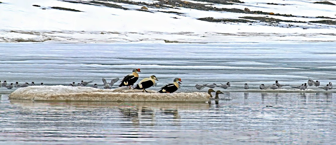 King Eider and Arctic Terns,  Svalbard
