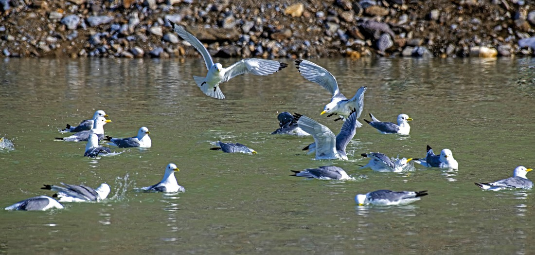 Kittiwakes enjoying a bath,  Svalbard