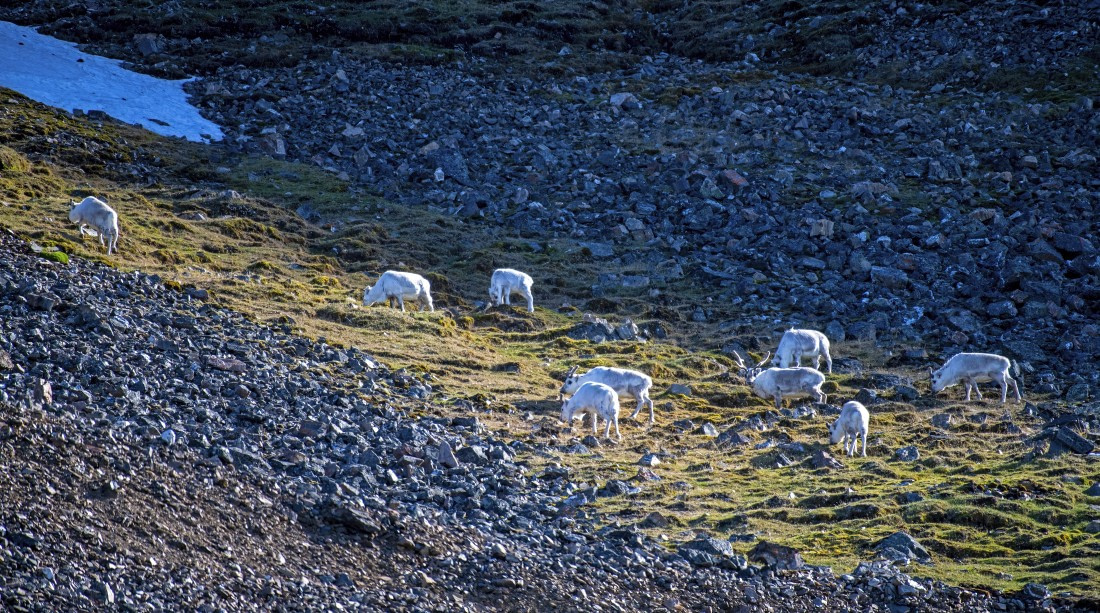 Reindeers in the sun,  Svalbard