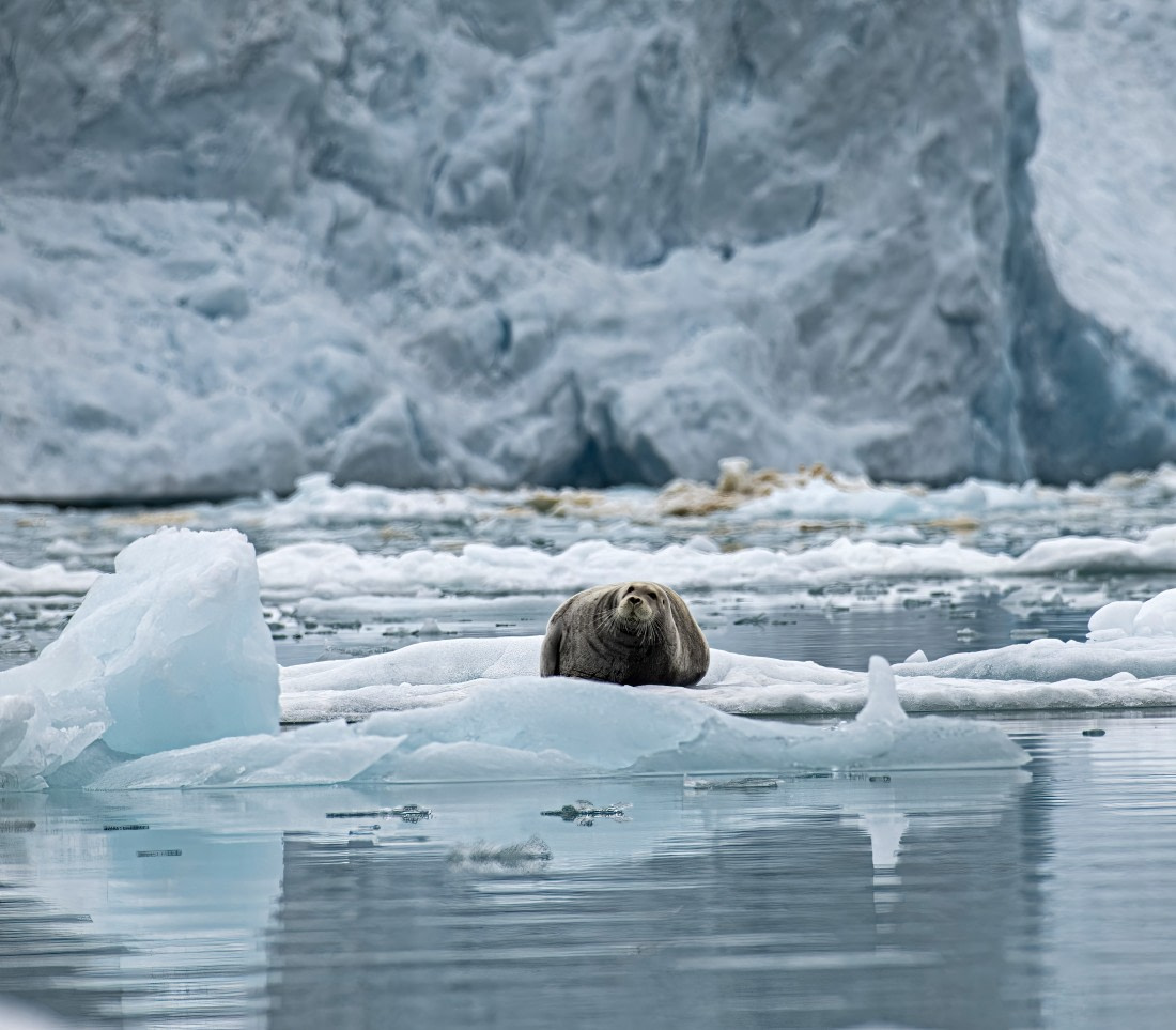 A chilled out seal,  Svalbard