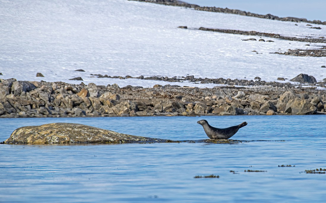 The famous banana posture of a seal,  Svalbard