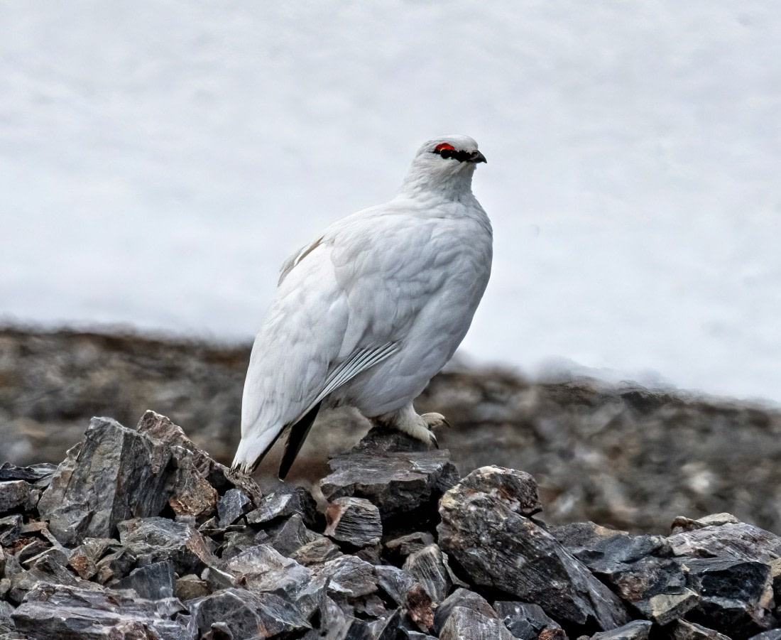 A male rock Ptarmigan,  Svalbard