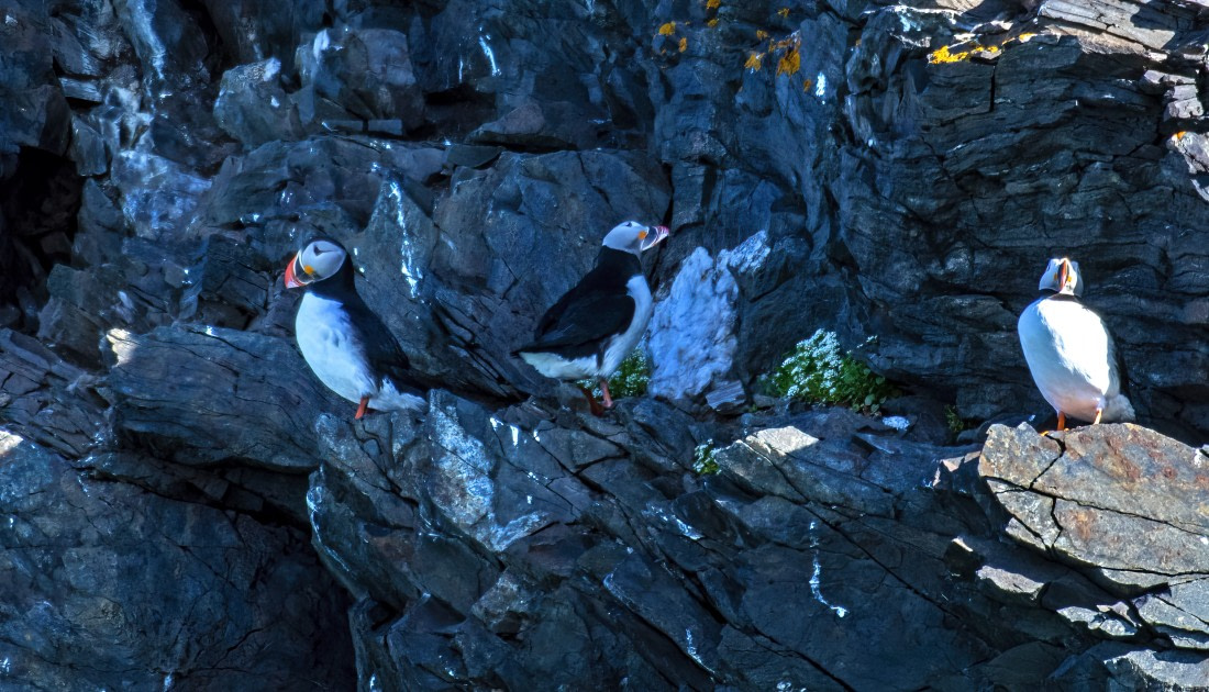Puffins,  Svalbard