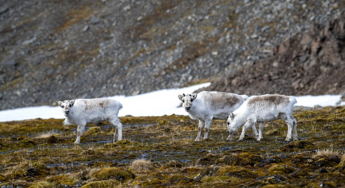 Reindeers,  Svalbard