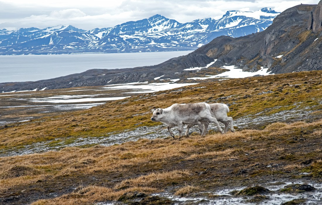 Reindeers,  Svalbard