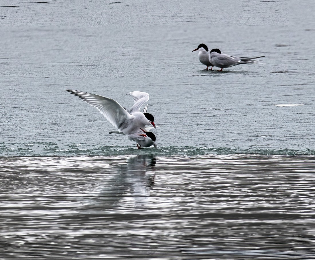 Mating Terns,  Svalbard
