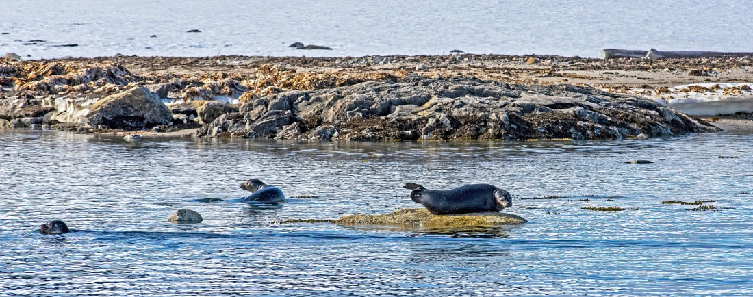 Seal,  Svalbard