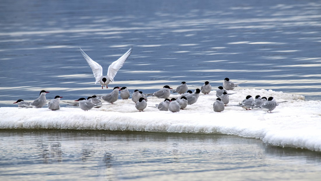 Arctic Tern landing,  Svalbard