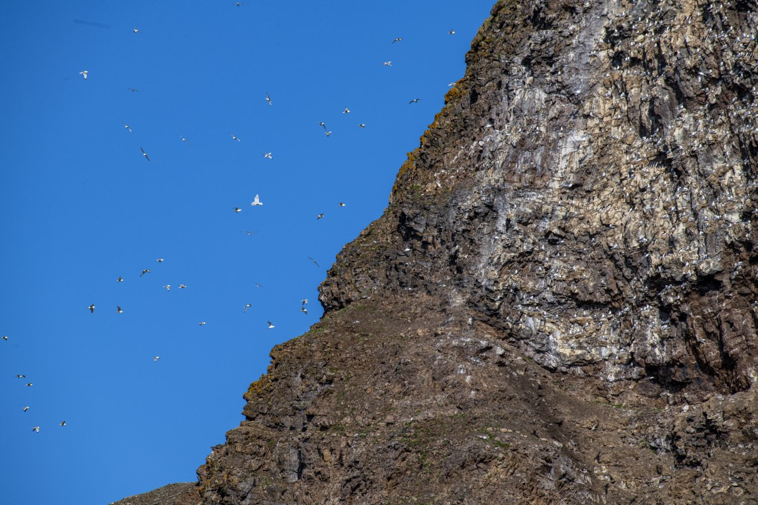 Flying Gulls and nesting Kittiwakes, Svalbard,