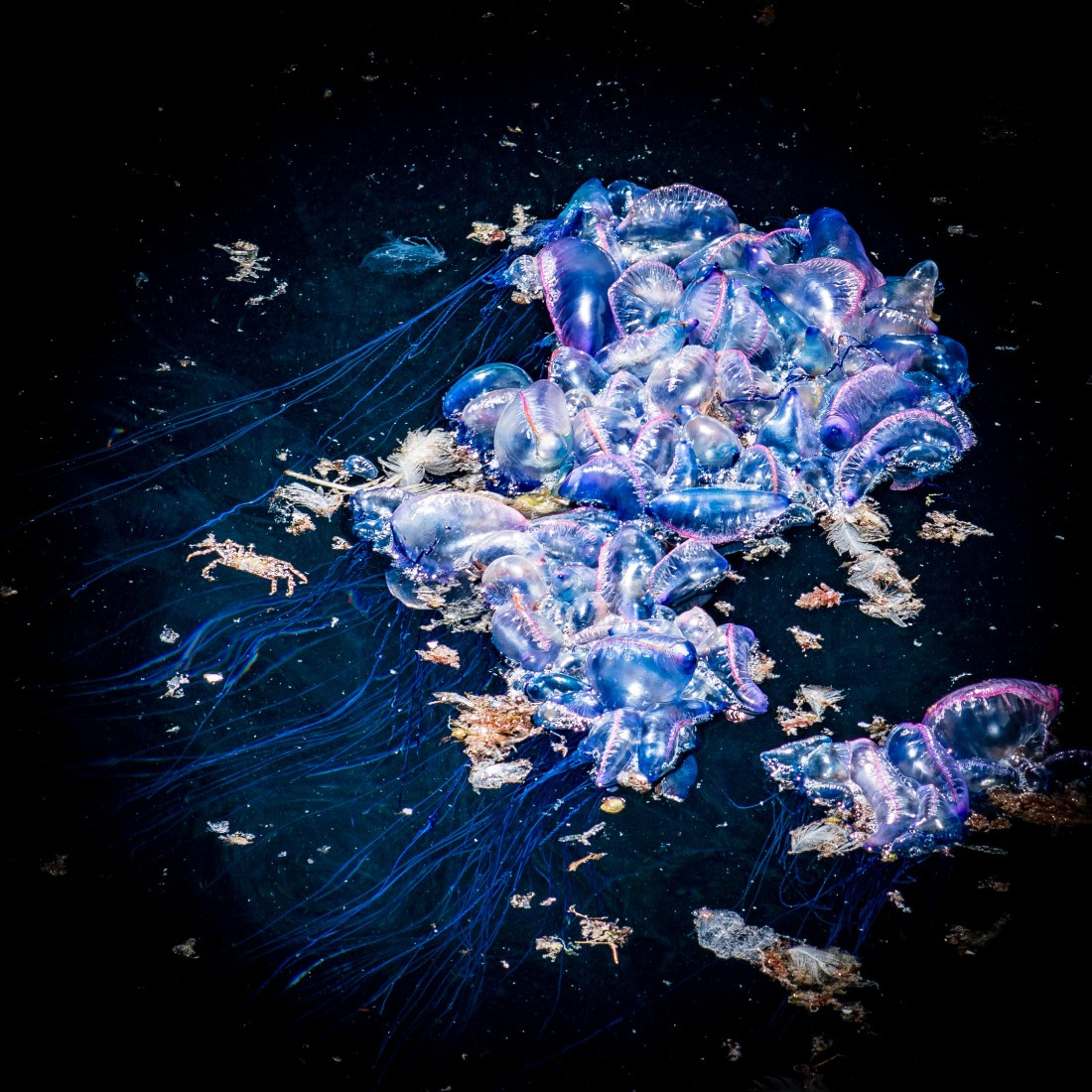 Portugiesische-Galeere-Quallen