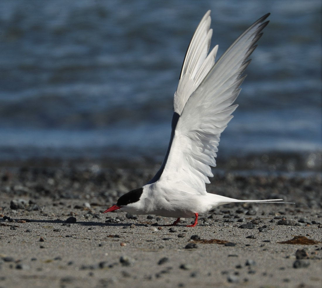 svalbard 'Ikke boos'
