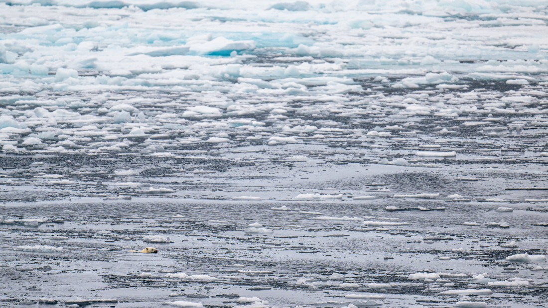 A hugh bear little in a fabulous icy world