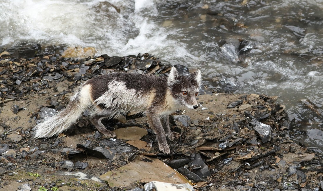 Foxie doesn't feel comfy.