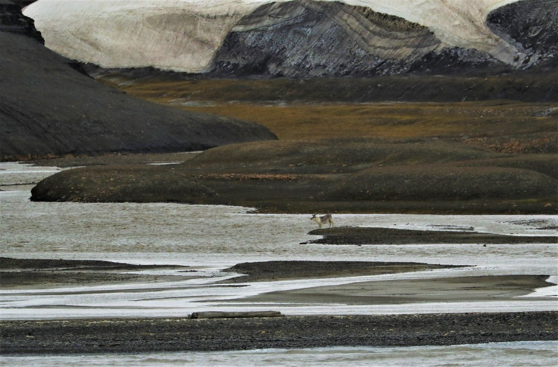 Do I see a polar bear on that hill?