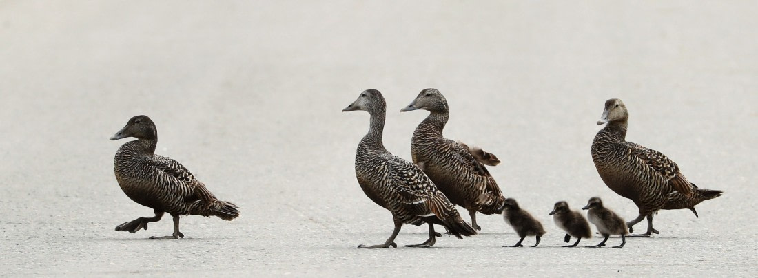 morning walk with the kids