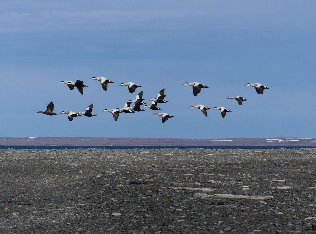Follow her. Eiders on flight