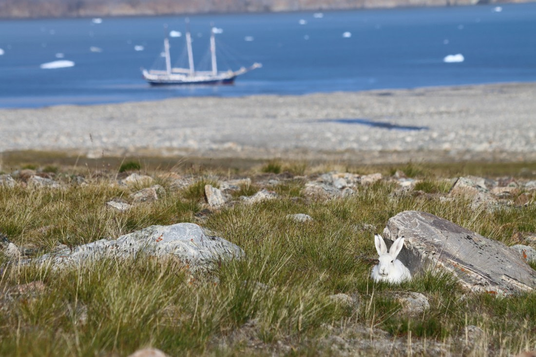 Arctic hair & rembrandt