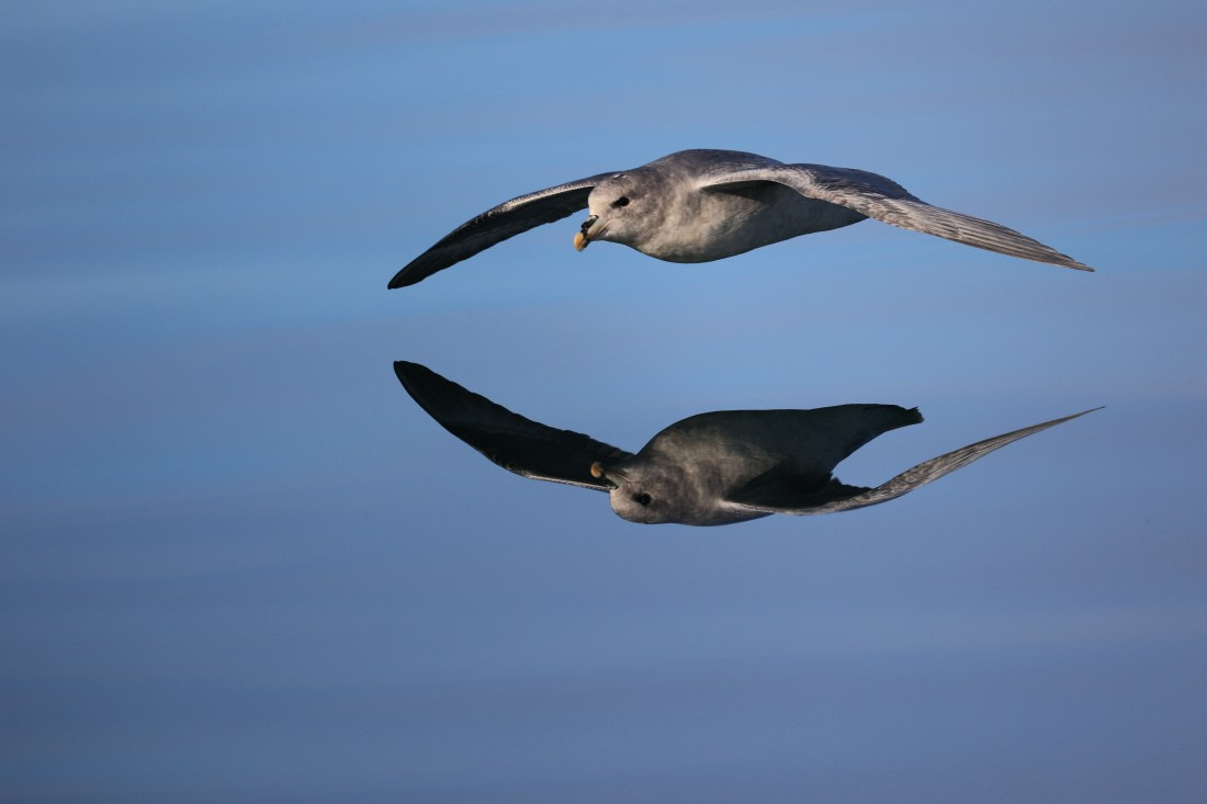 cold mirrored memory