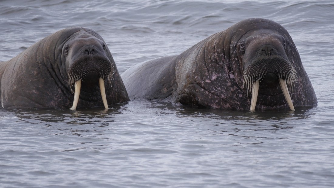 look at these tourists