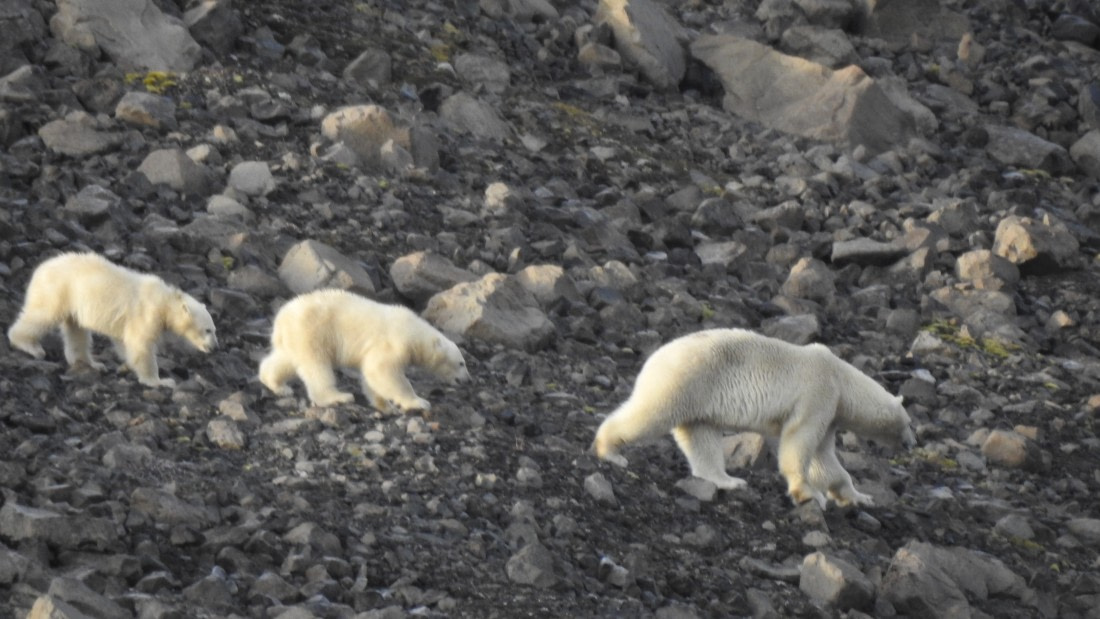 Viking Bay Polar bear family