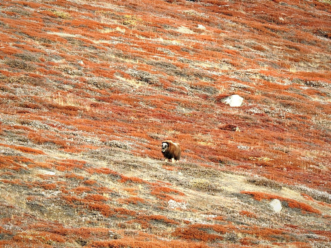 Lonely Musk Ox