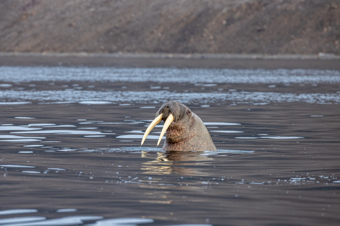 A curious walrus wants to see our zodiac.