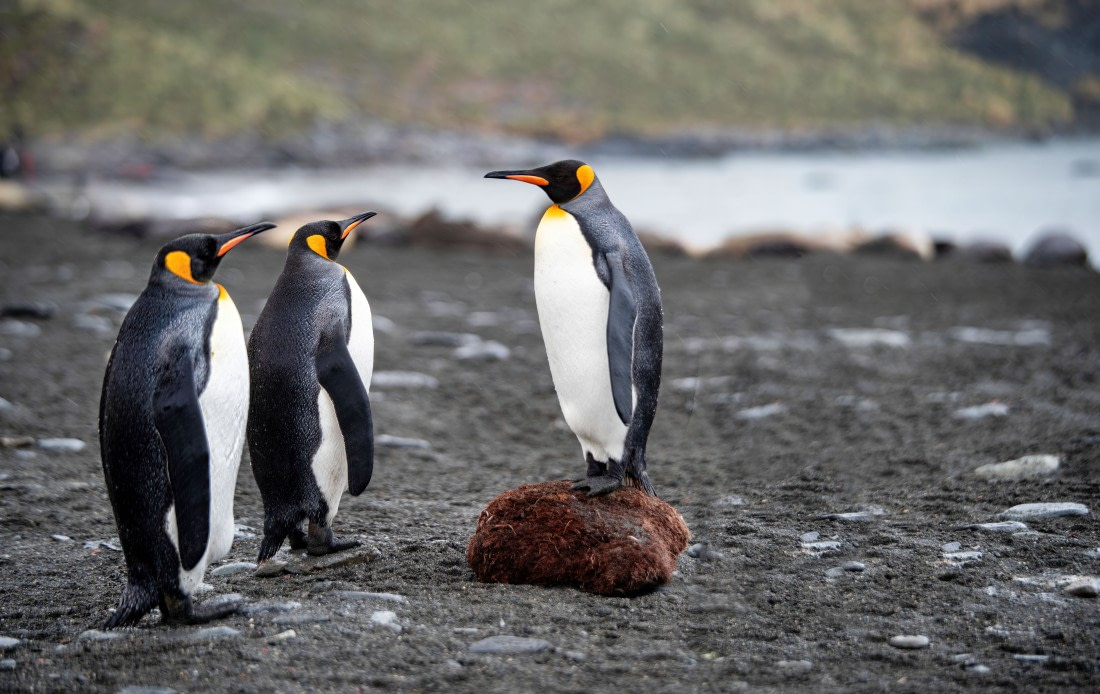 The Wildlife Lecture