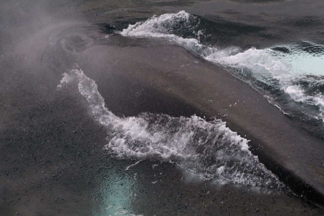 Humpback whale close to Plancius
