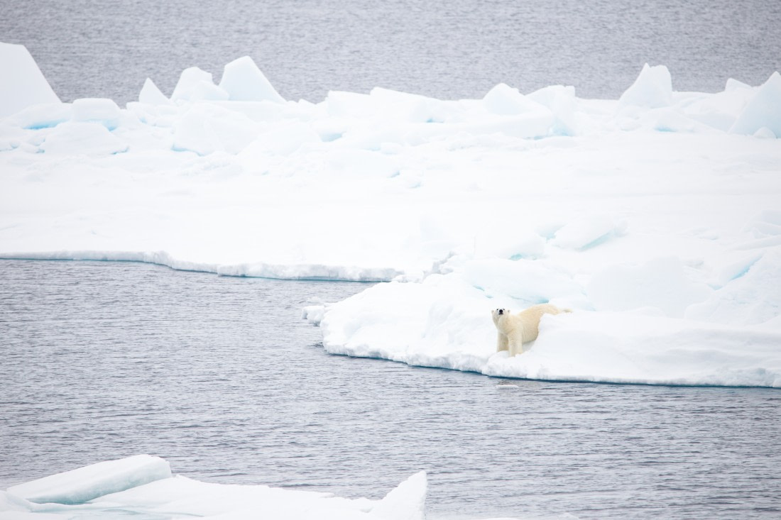 Polar bear lying in snow