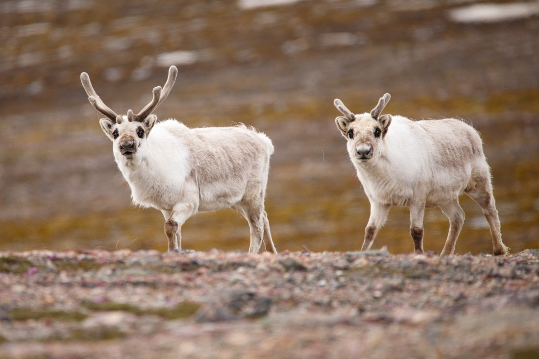 Pair of reindeer