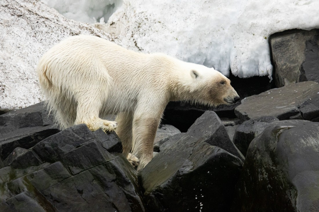 Close up polar bear