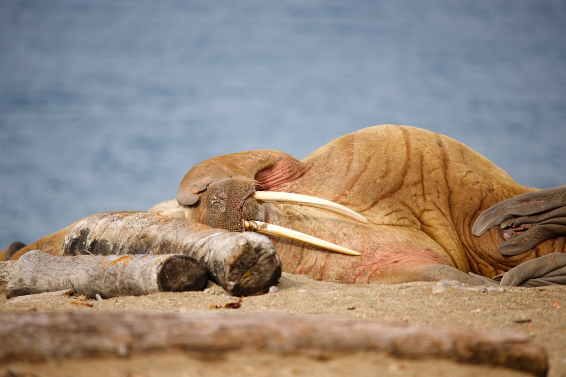Walrus sunbathing