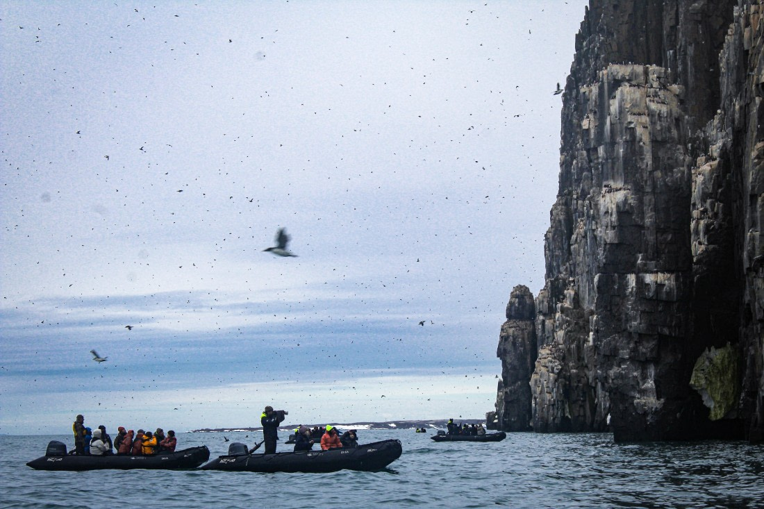 Hundreds of thousands of Brünnich's Guillemot