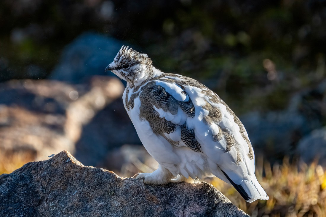 Ich muss dringend zum Frisör