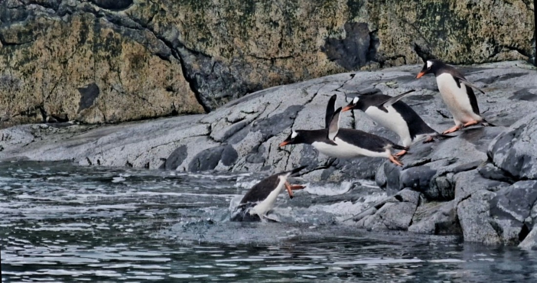 Penguins on the move !