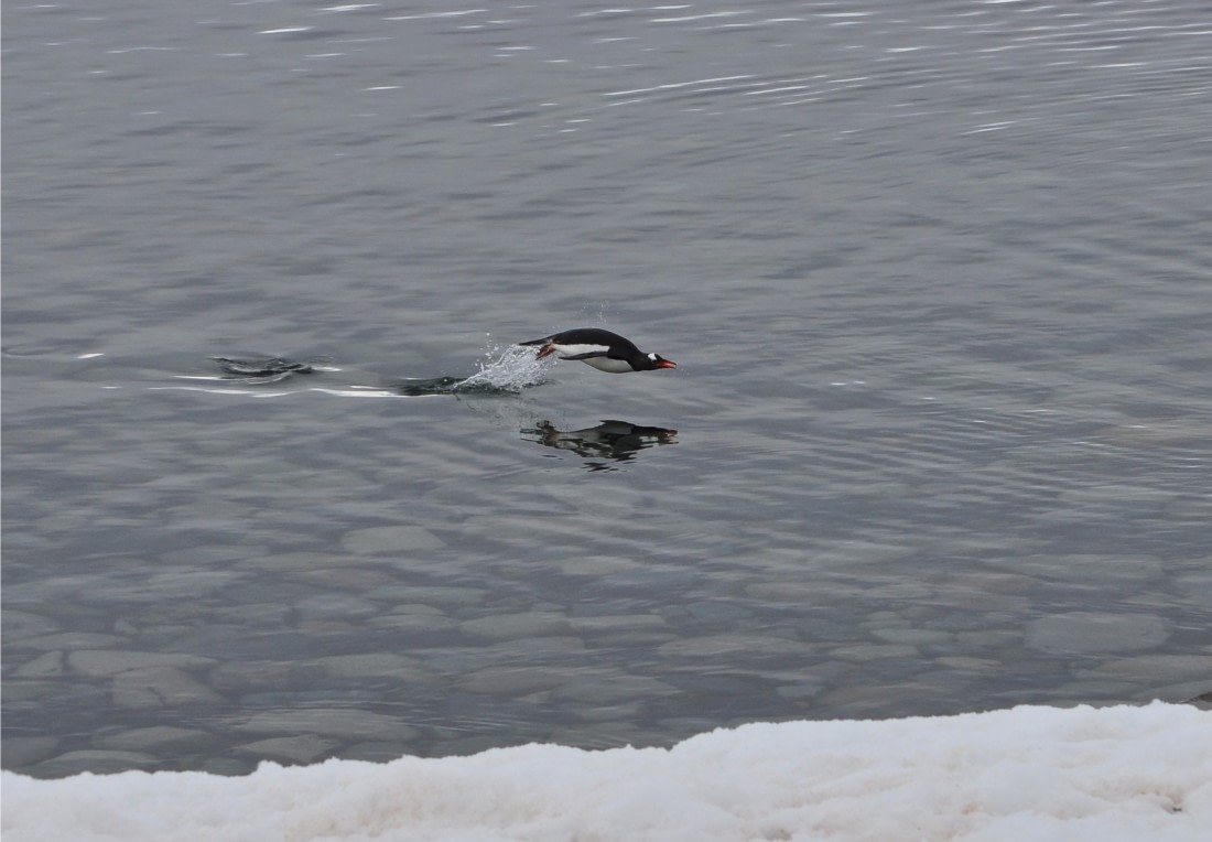 Leaping Gentoo