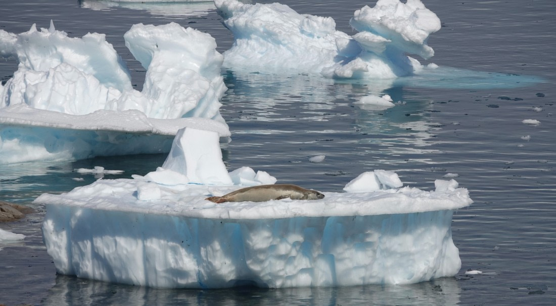 Sardine on a Platter