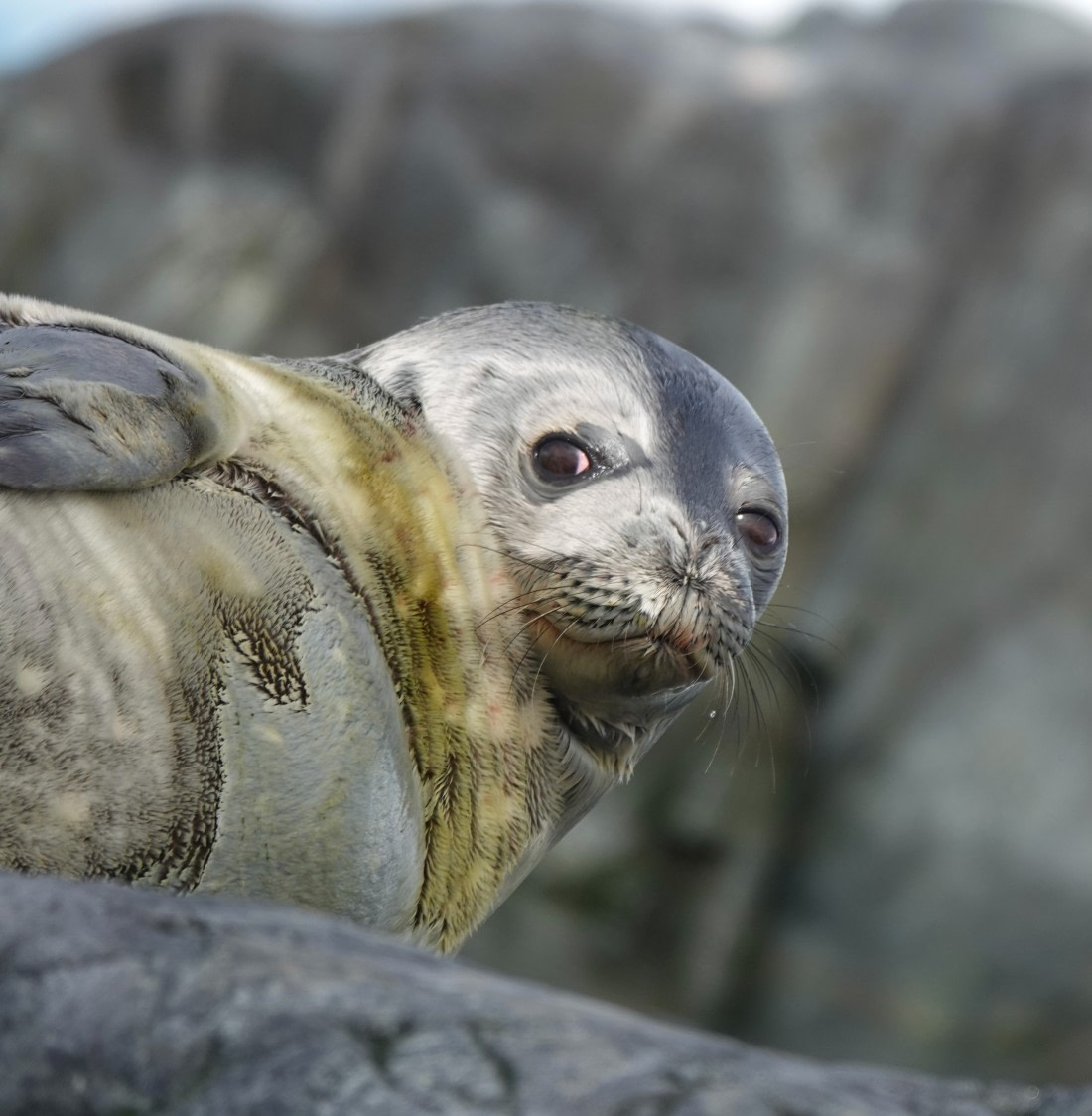 Molting Seal