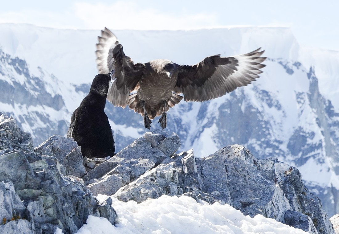 Penguin defending its territory