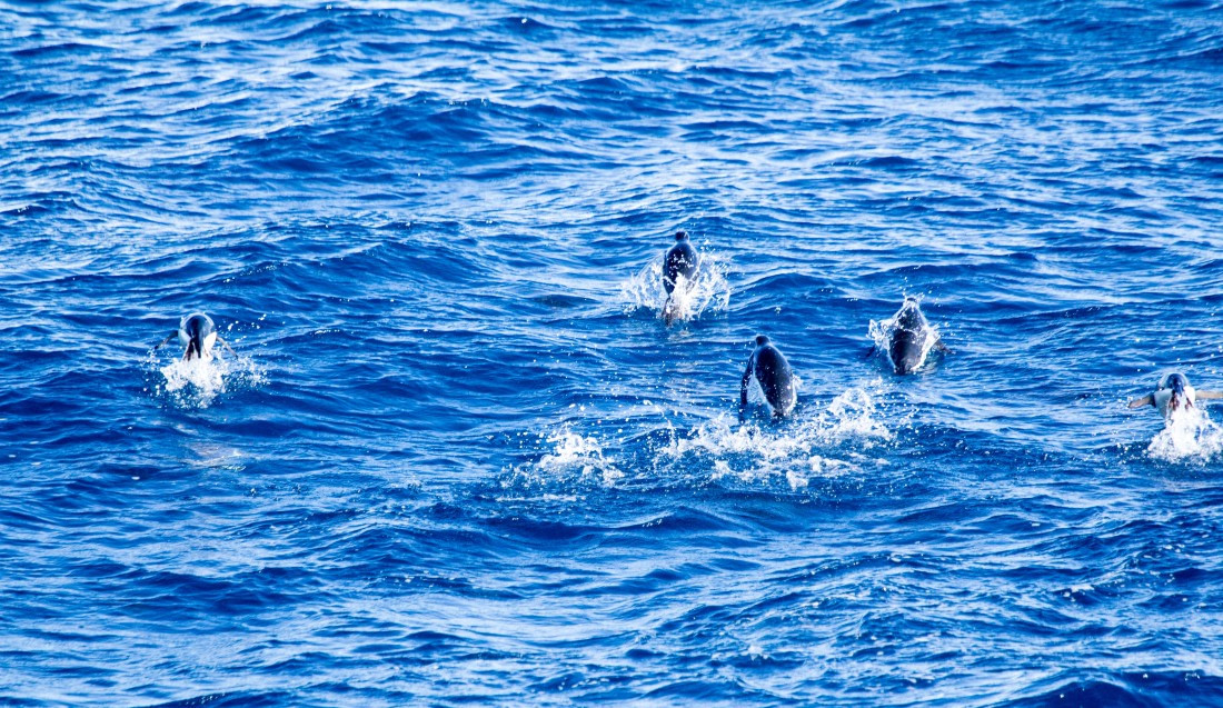 Porpoising penguins