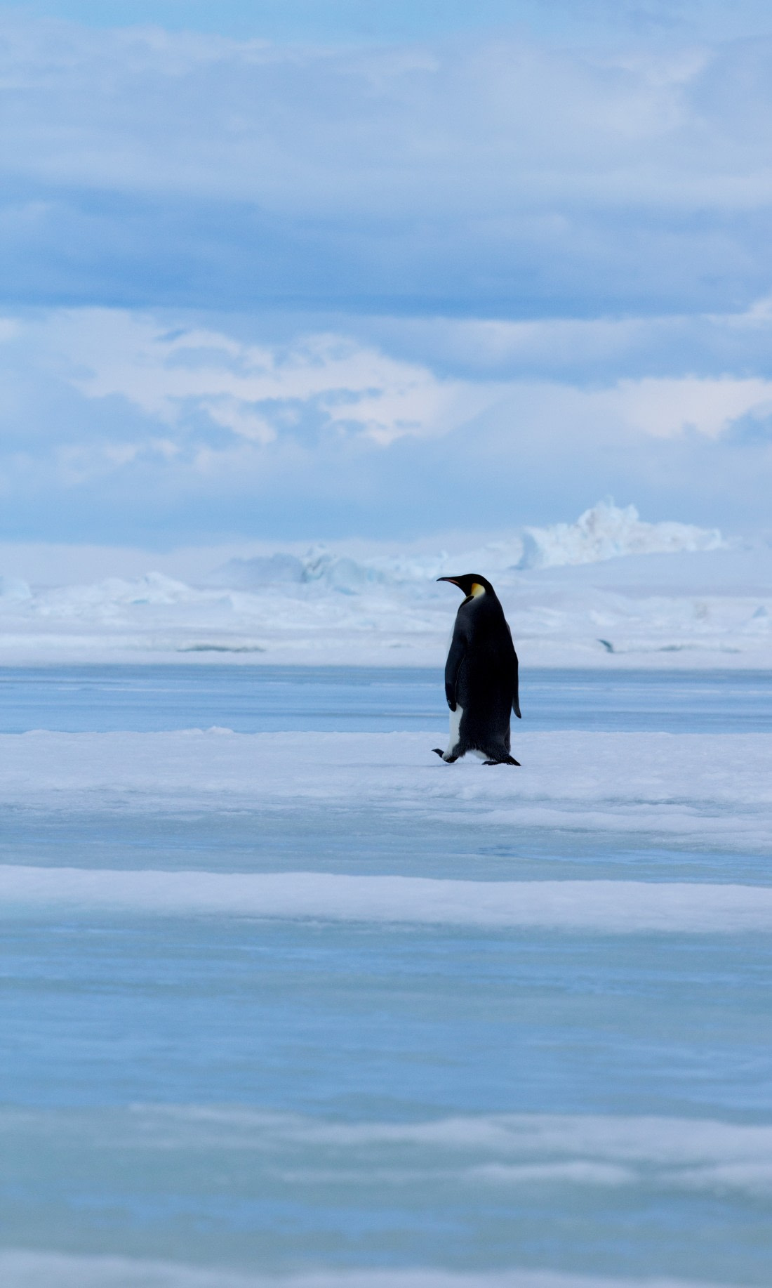Crossing the sea ice one step at a time