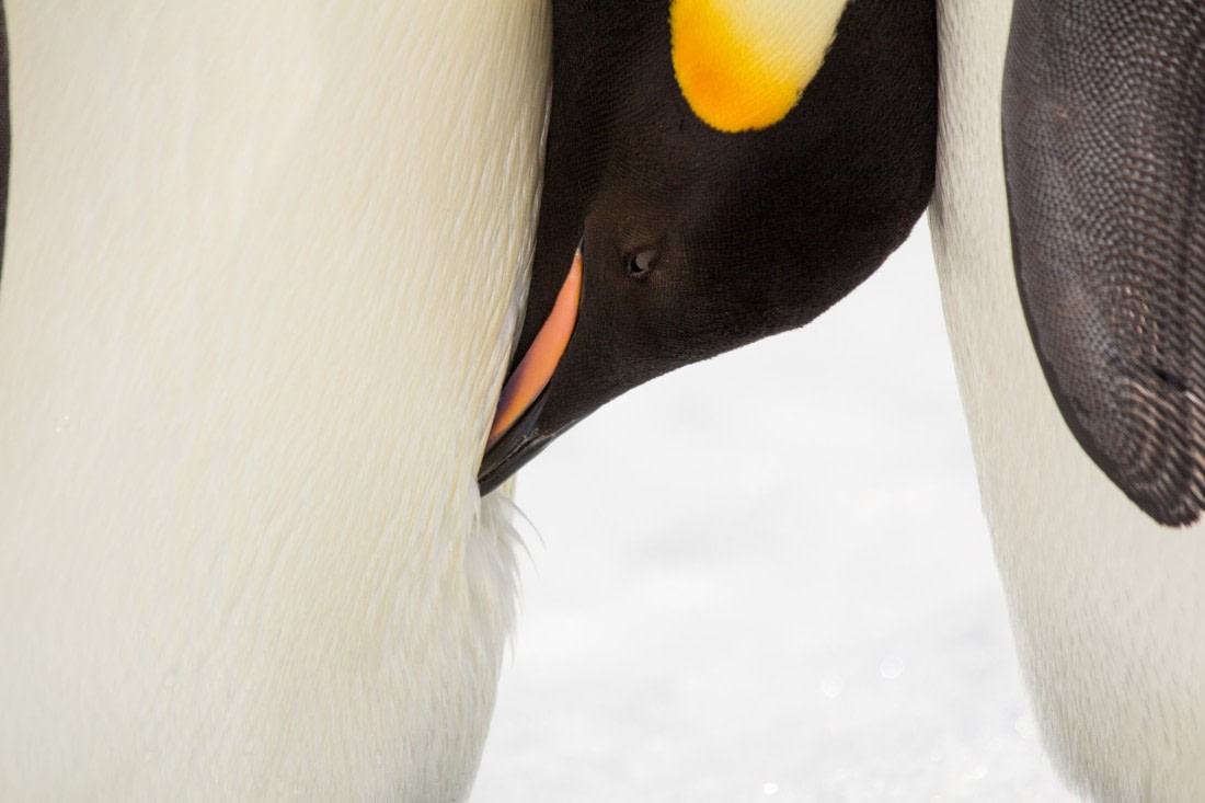 Feathers make great insulation