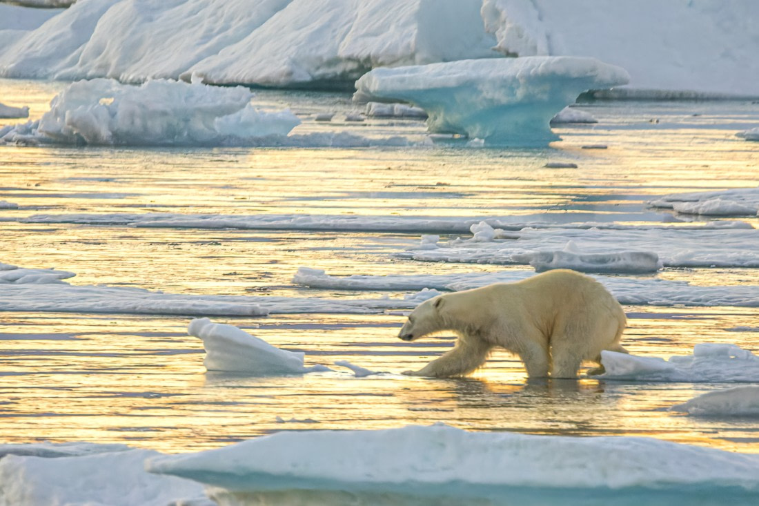 Wading polar bear