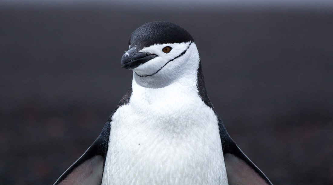 Chinstrap Penguin at Deception Island