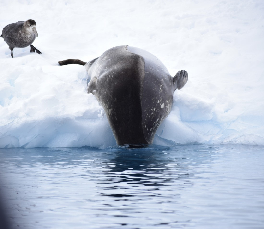 Where is my little friend?