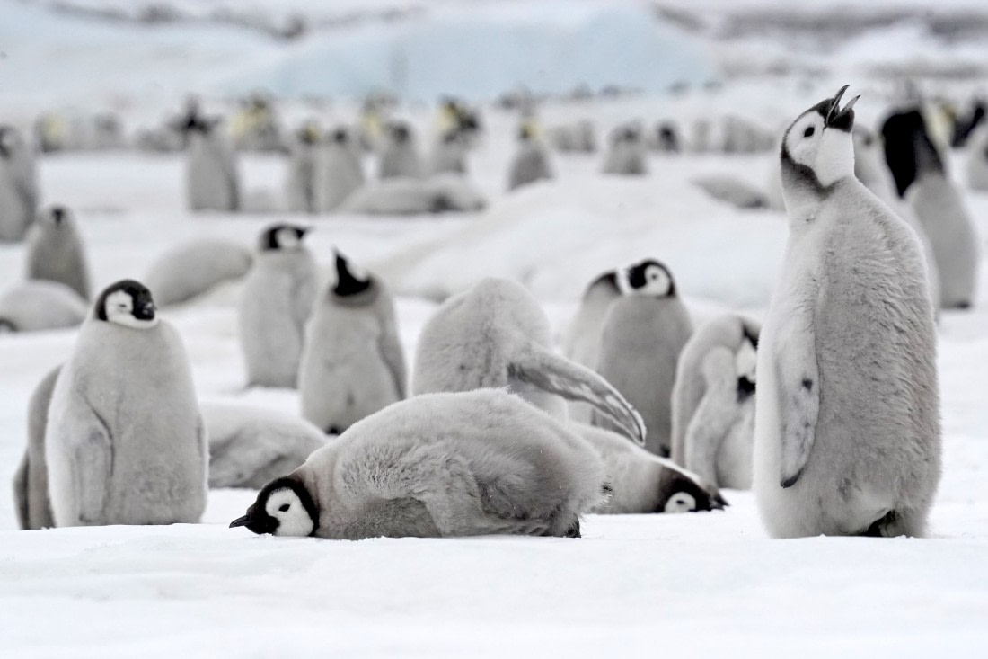 Emperor Penguin chicks on  Snow Hill