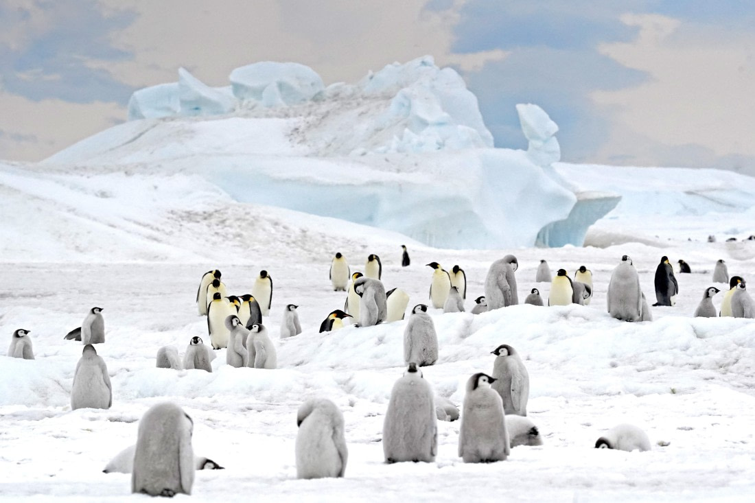 Emperor Penguins on Snow Hill